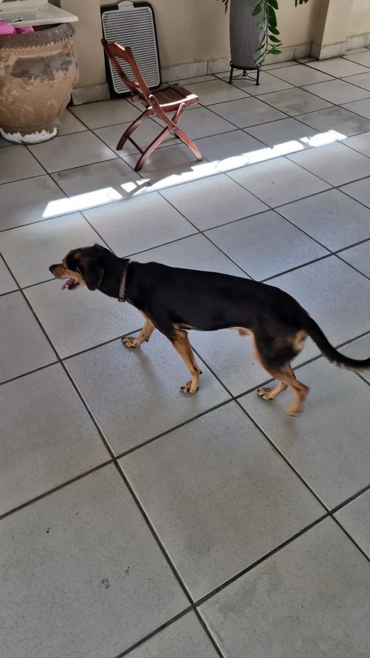 Doação de cachorro! - Foto 3