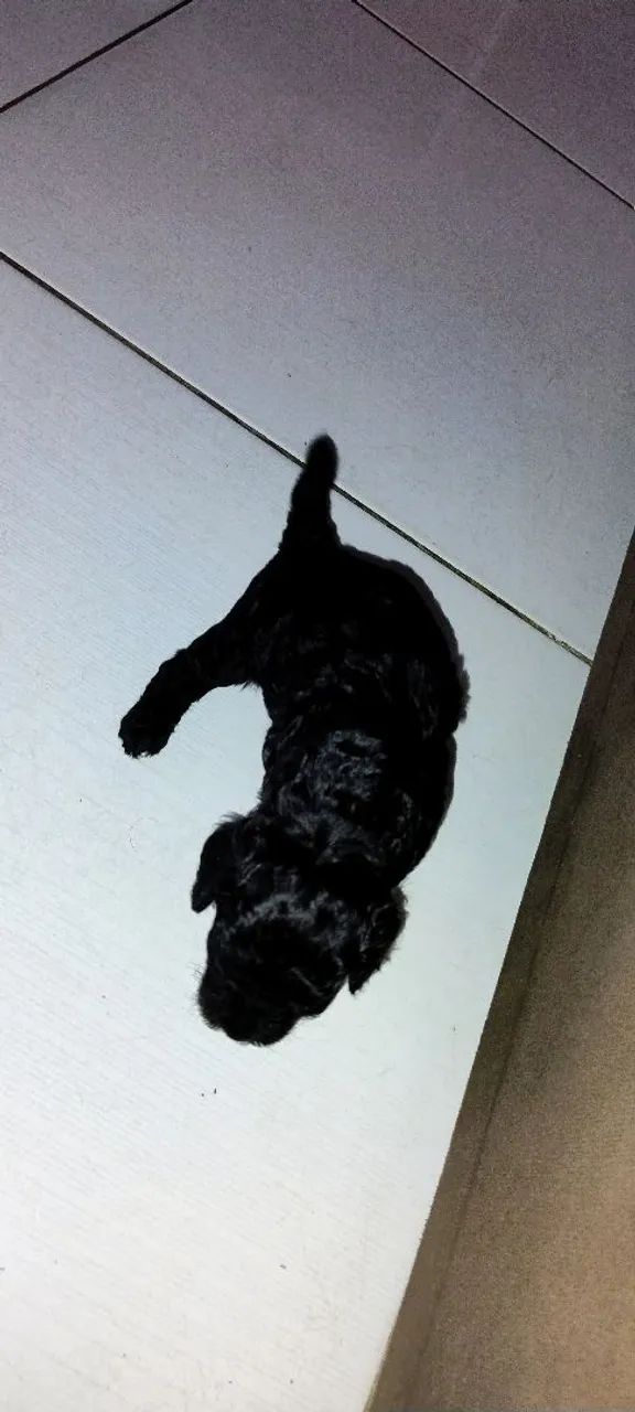 Filhote de Poodle Fêmea n° 01 - Foto 2