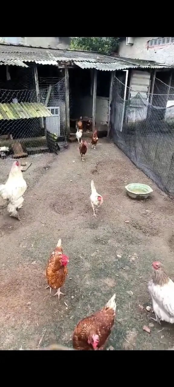 Frangos e galinhas  caipira 