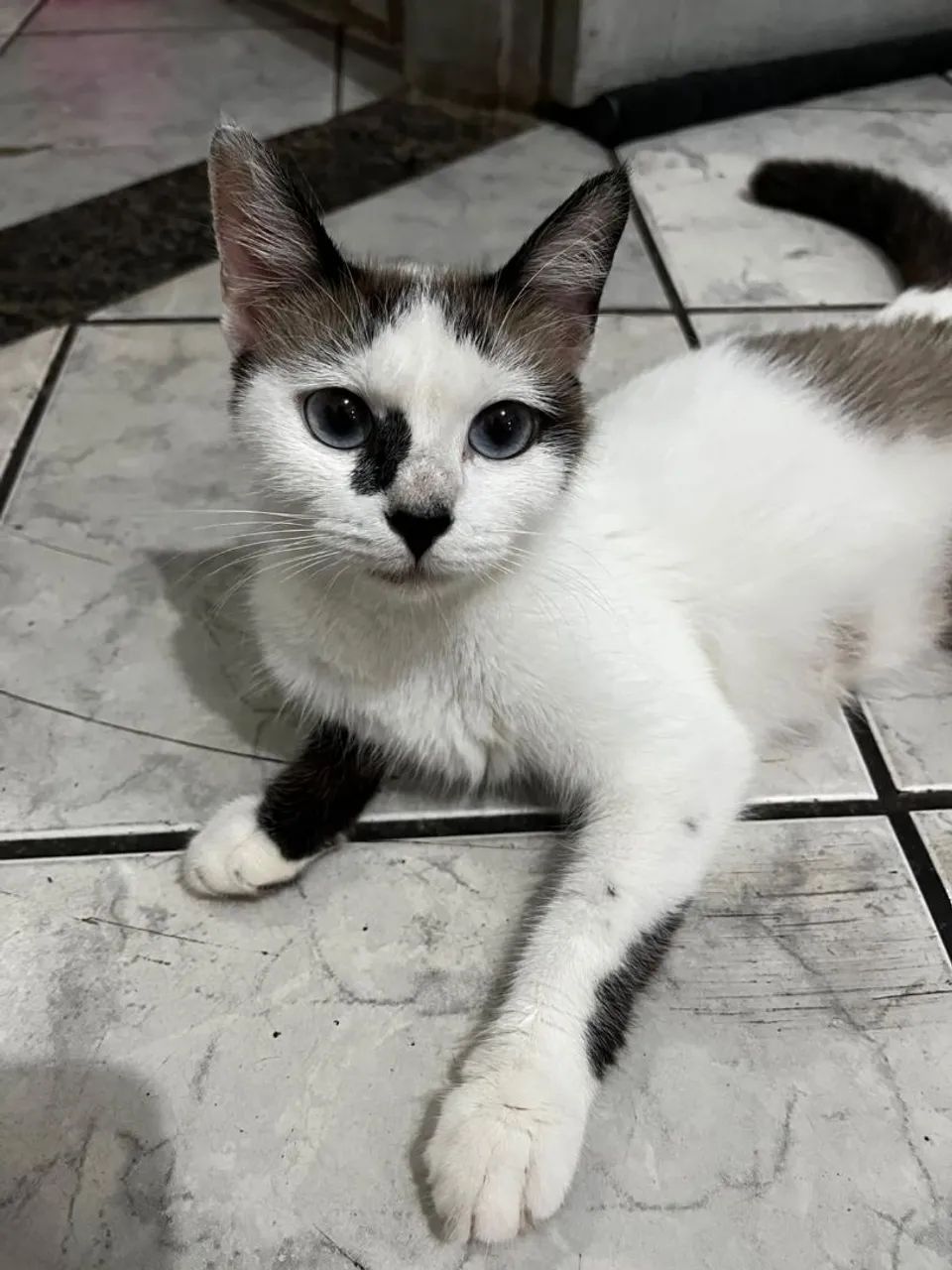 Gatinha muito dócil e educada - Foto 4