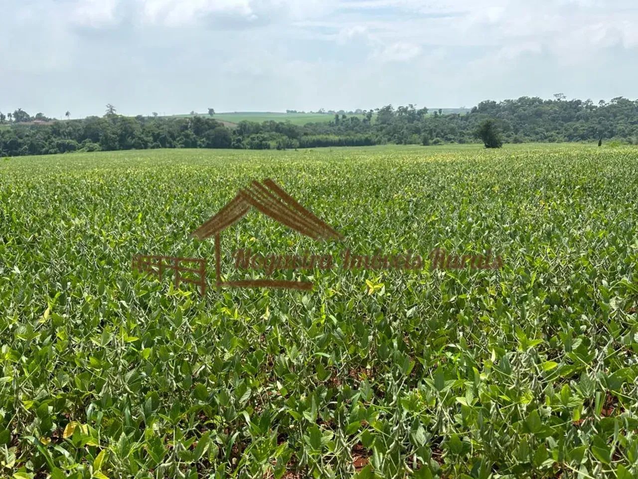 Sitio com 15 alqueires na região de Avaré-SP - Foto 4