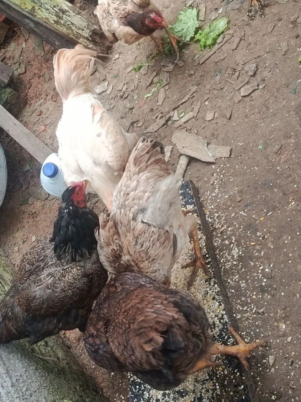 Vendo galinhas e galos  - Foto 4