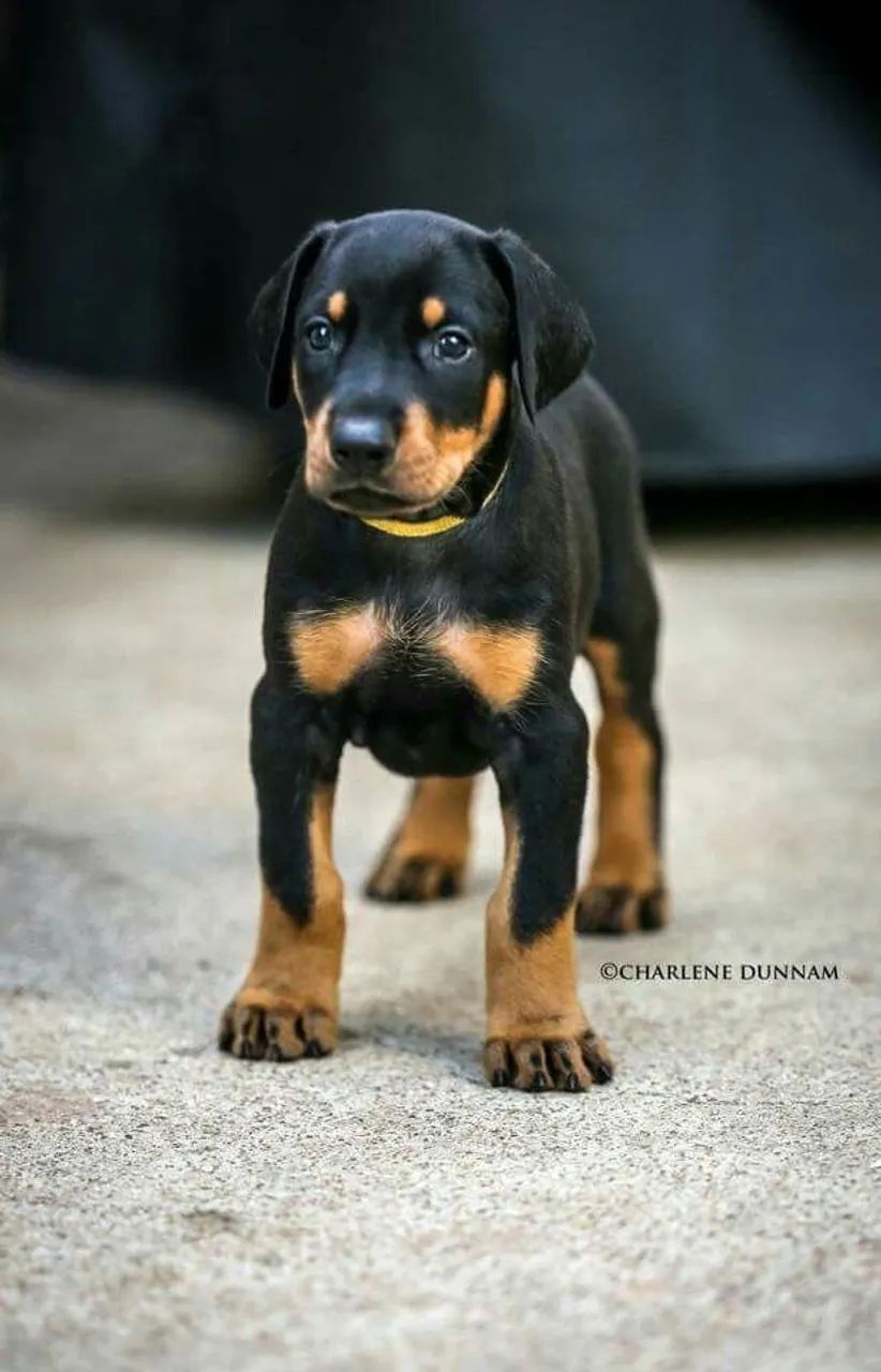Doberman  - Foto 2