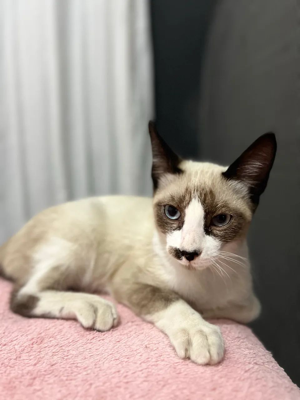 Doação de 2 gatinhos - Foto 3