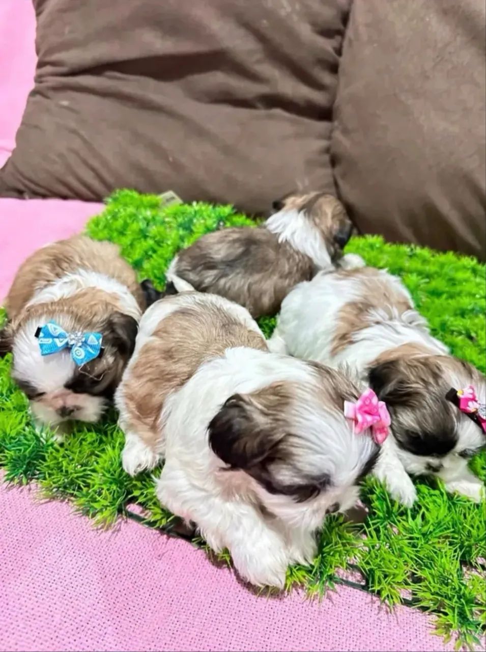 Mini shitzu filhote com consulta e garantia tando da raça quanto da saúde  - Foto 5