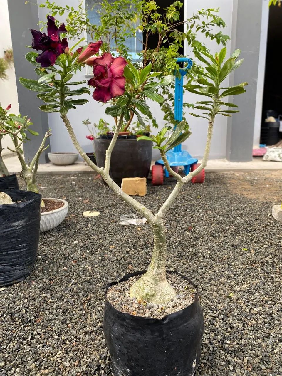 ROSA DO DESERTO GIGANTE 