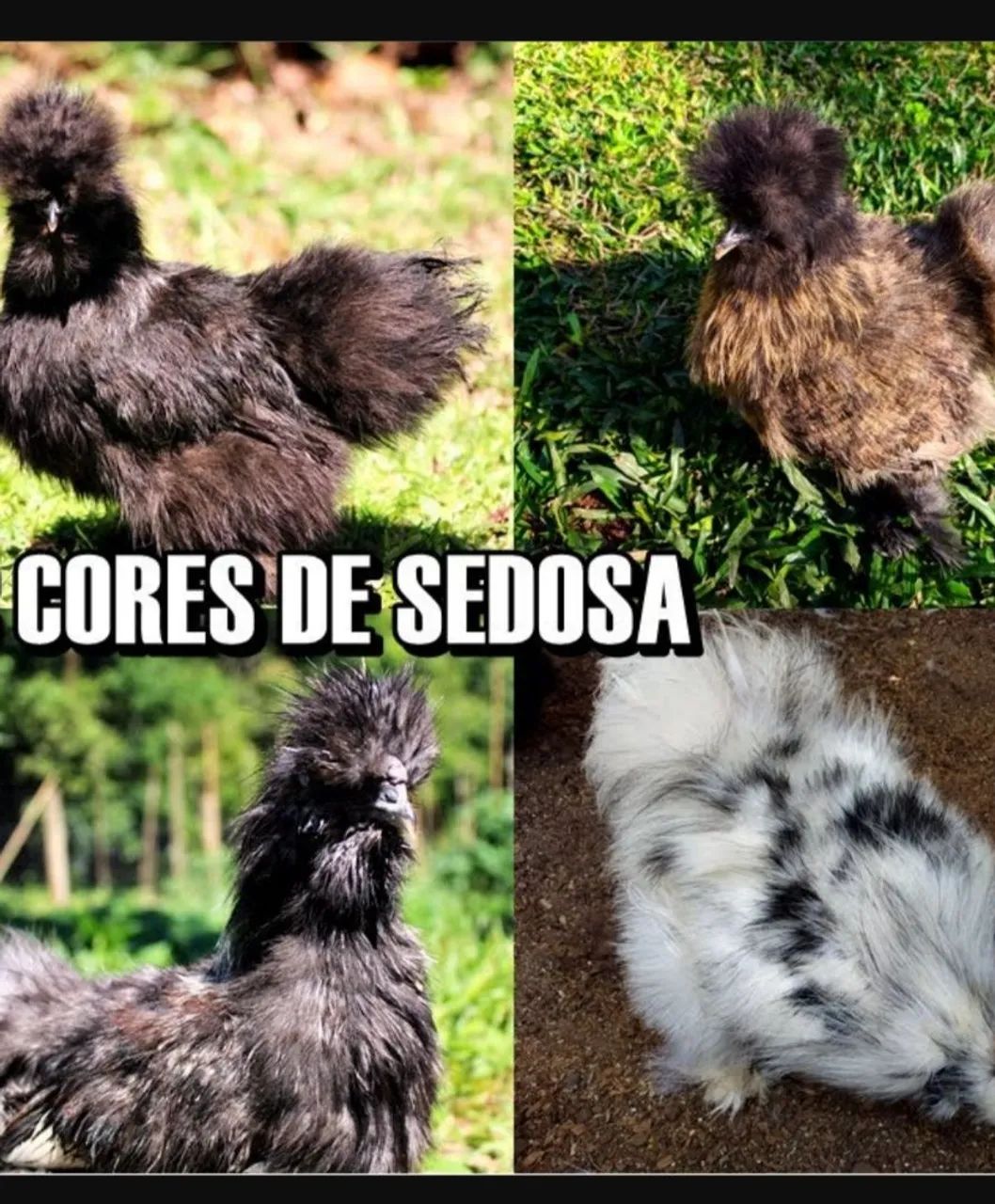 Silkie sedosa pintinho  - Foto 2