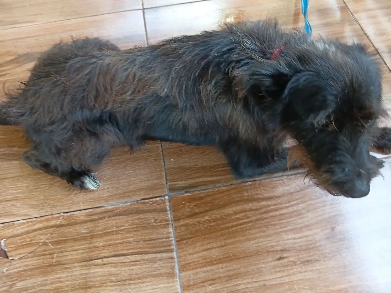 Adoção de cachorro  - Foto 3