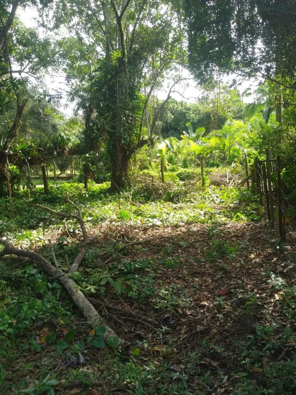 Vende se terreno  - Foto 2