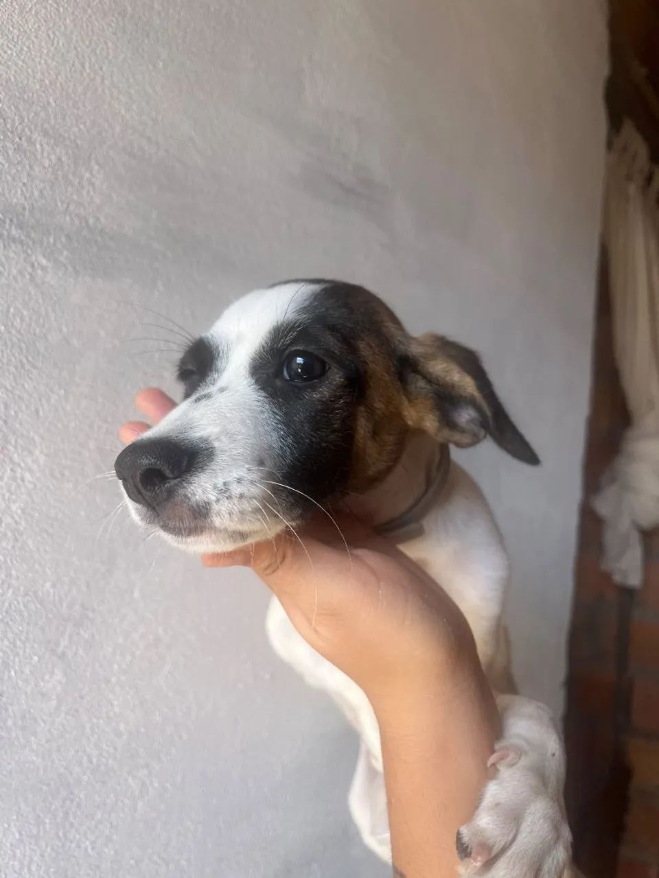 Cachorrinha - Foto 3