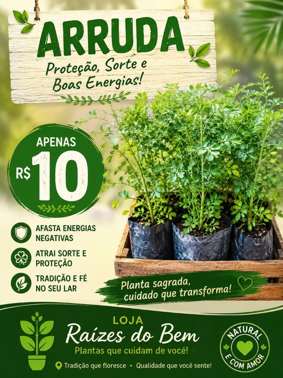 Arruda mudas - Foto 2