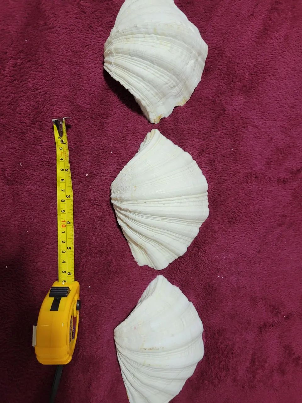 Conchas Hippopus hippopus conjunto  - Foto 2