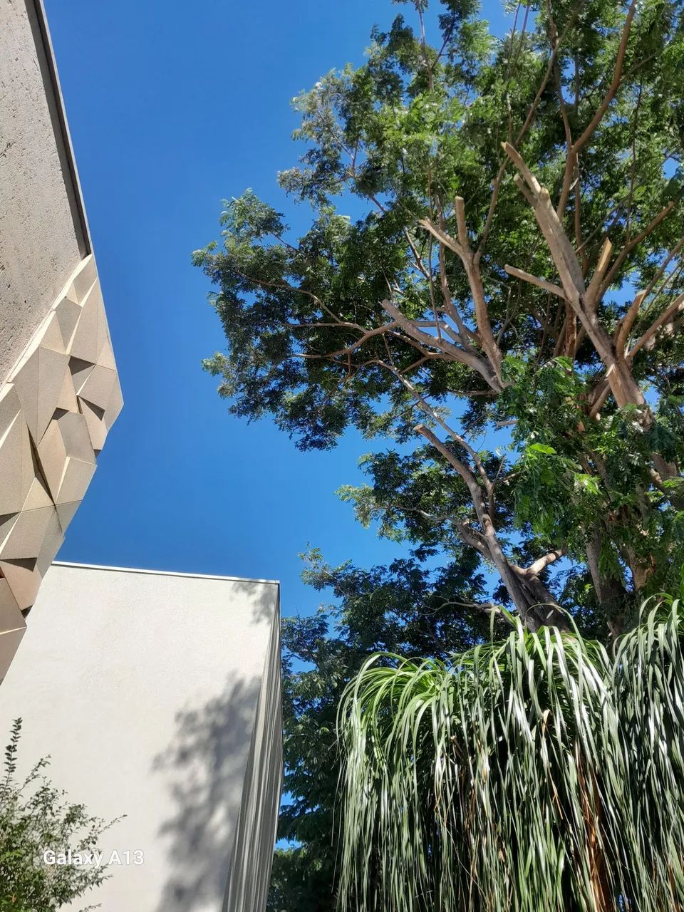 Podas e corte de árvores em geral  - Foto 4