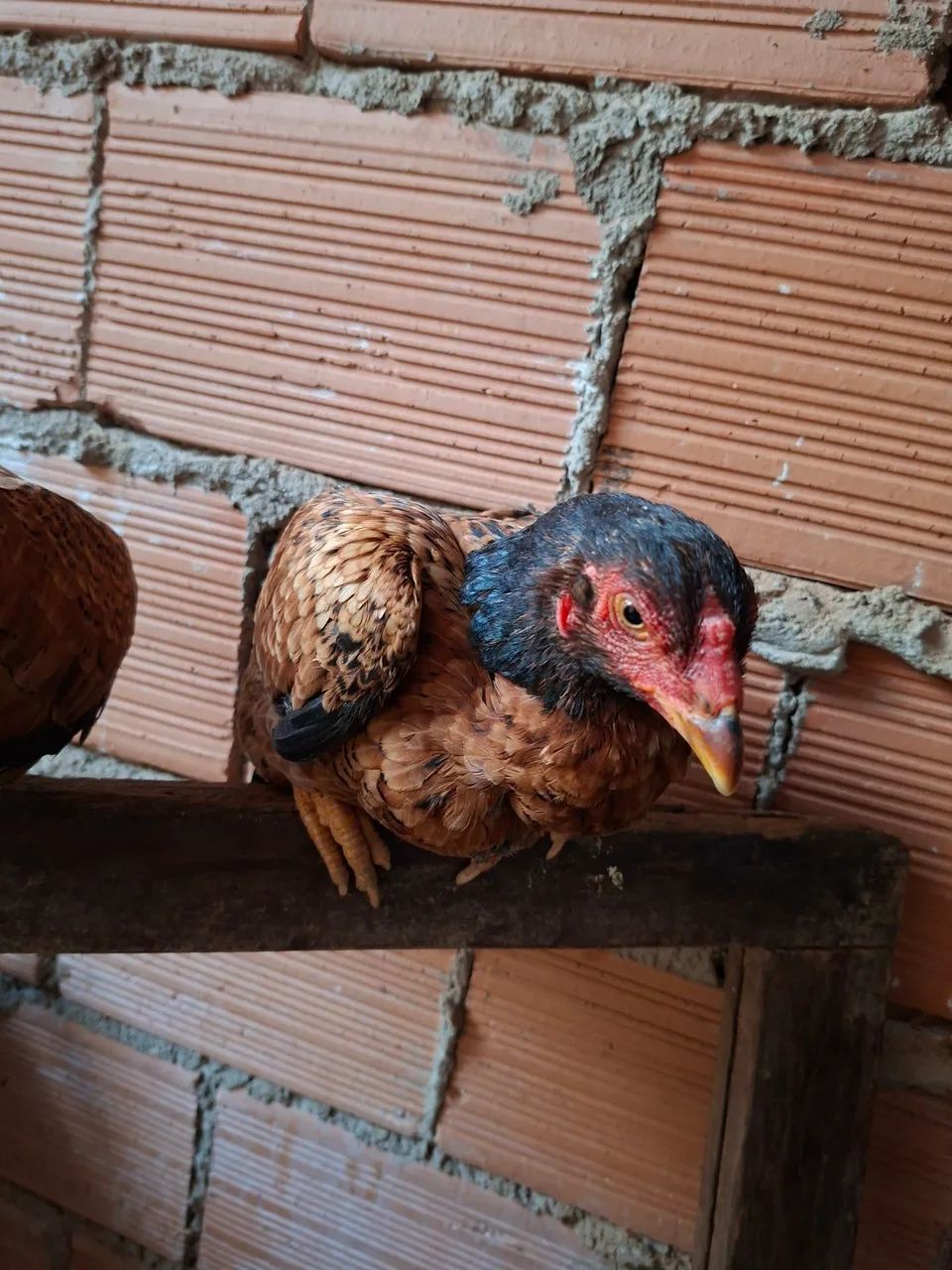 frango e franga