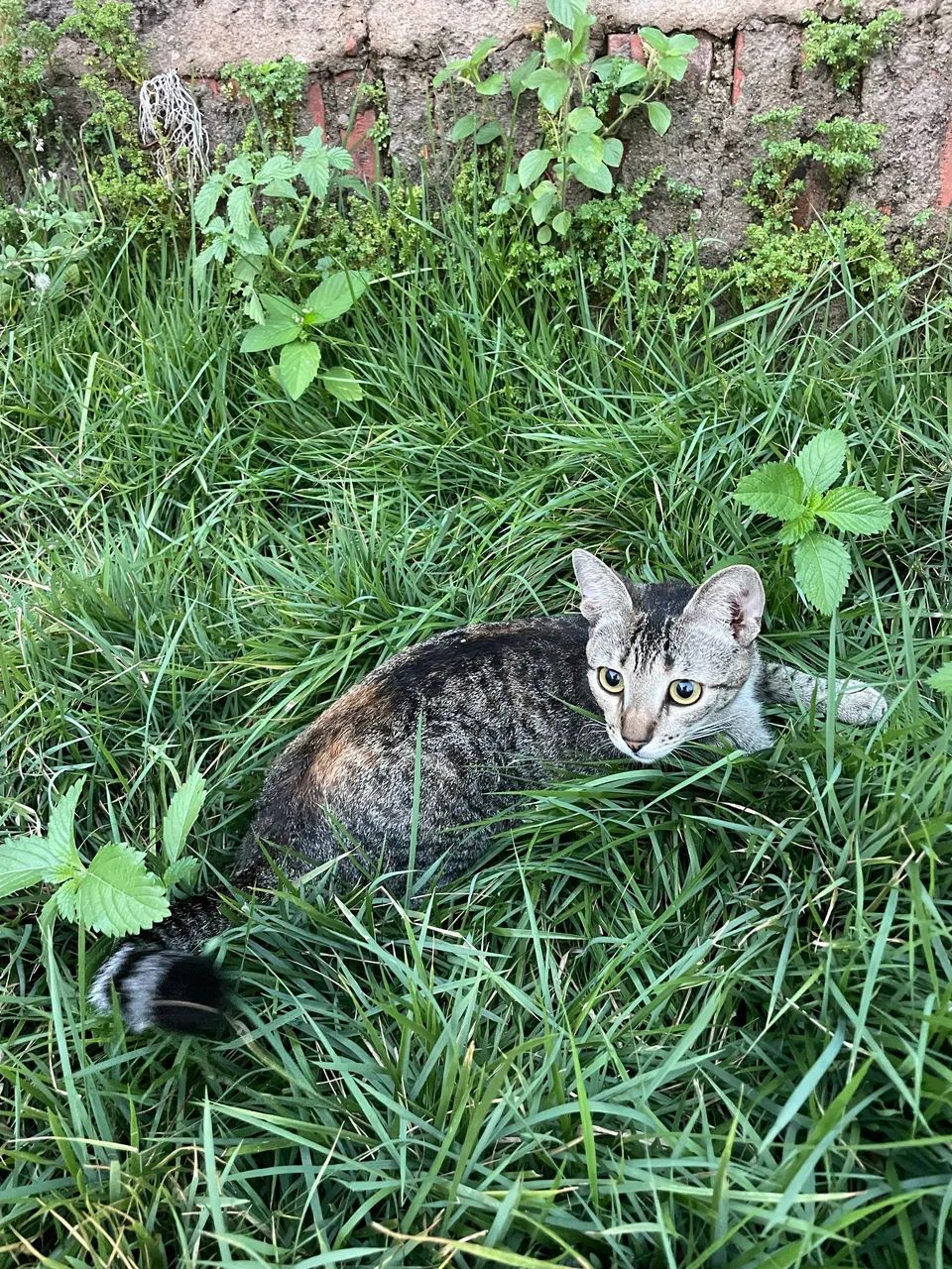 Doção de gatinhas com castração garantida  - Foto 3