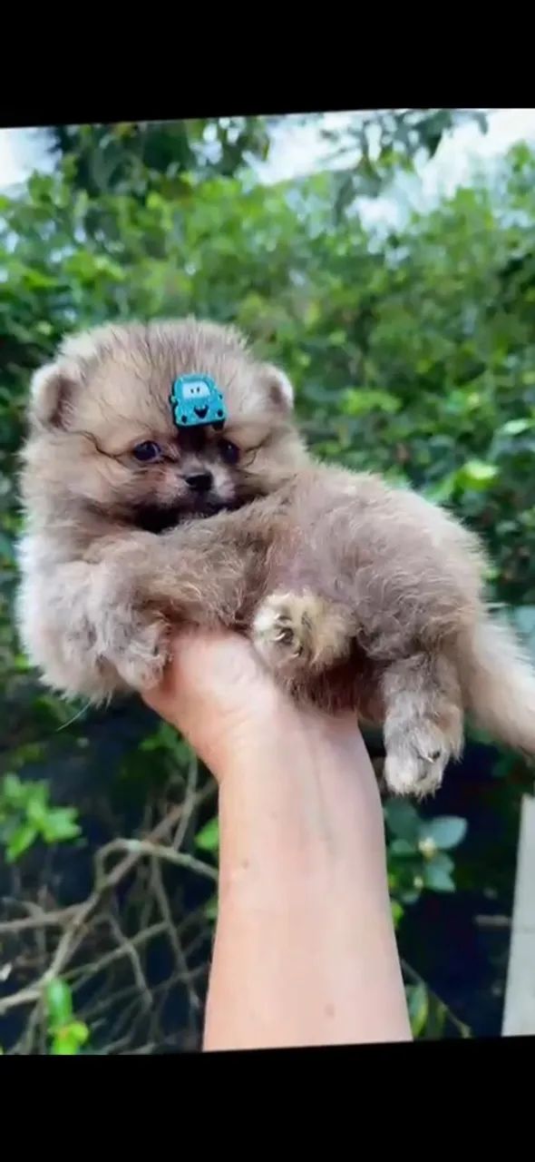 Macho de Spitz alemão  - Foto 2