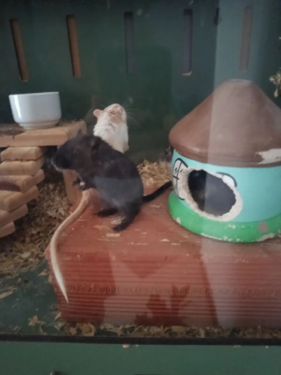 Vendo o esquilo da Mongólia (gerbil ) - Foto 2
