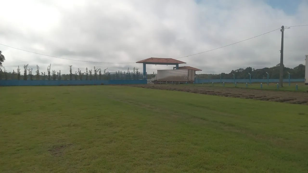 Grama esmeralda 