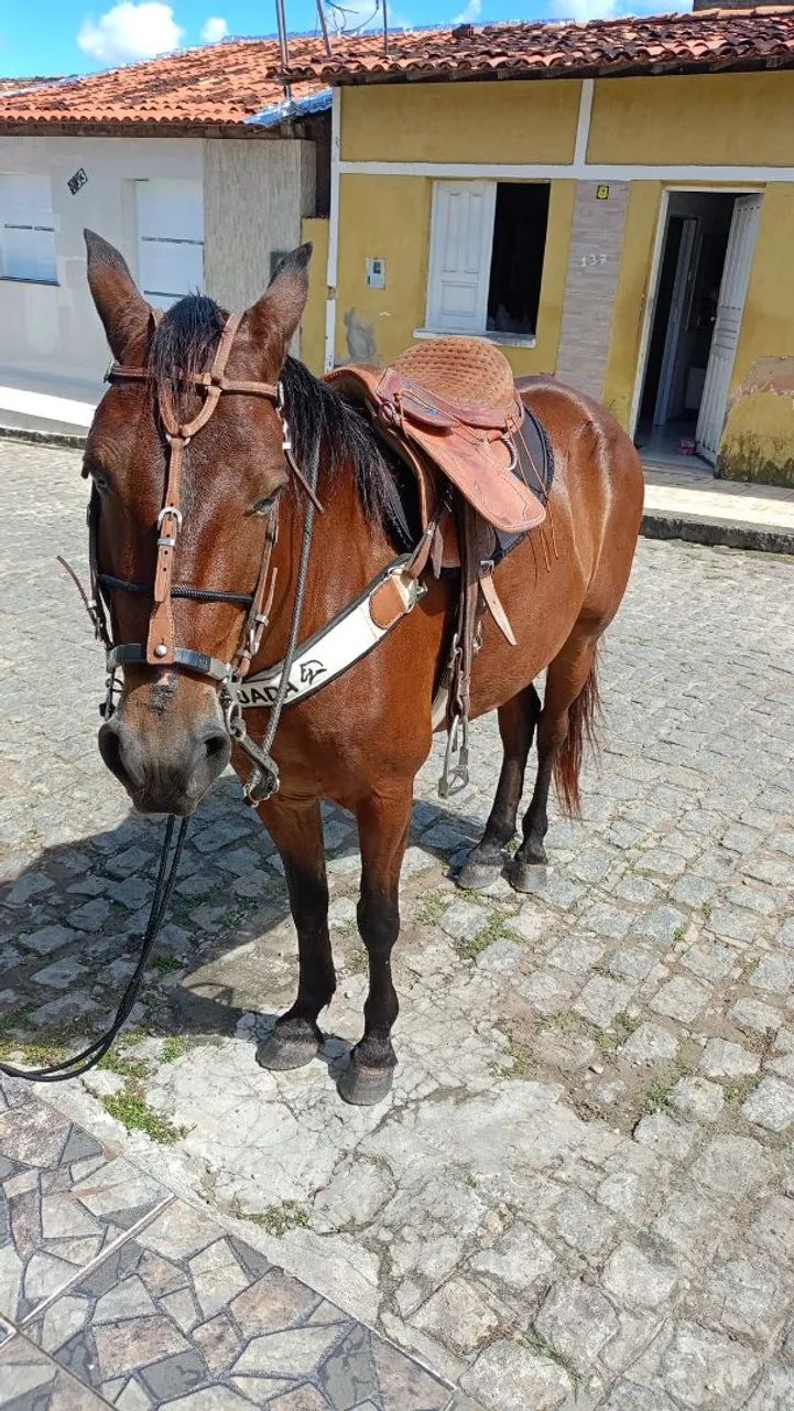 Cavalo de Charrete e Sela  - Foto 3