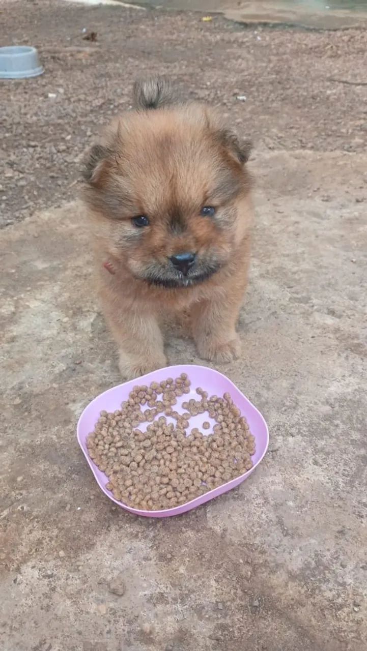 Filhote de Chow Chow  - Foto 4