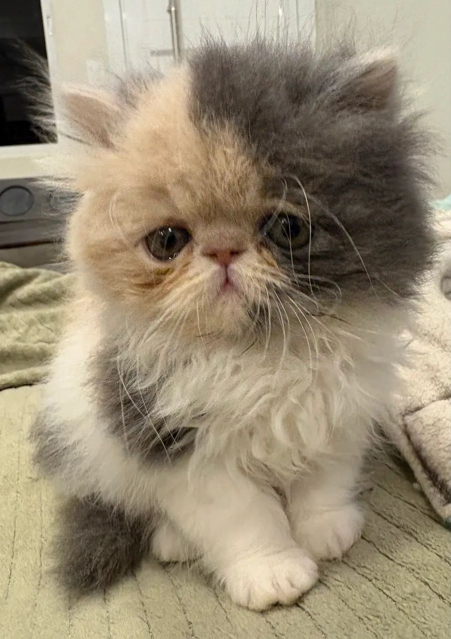 Filhote gato persa fêmea 