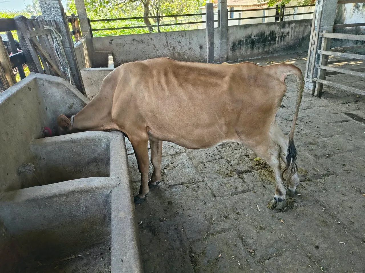 Vaca com bezerro 