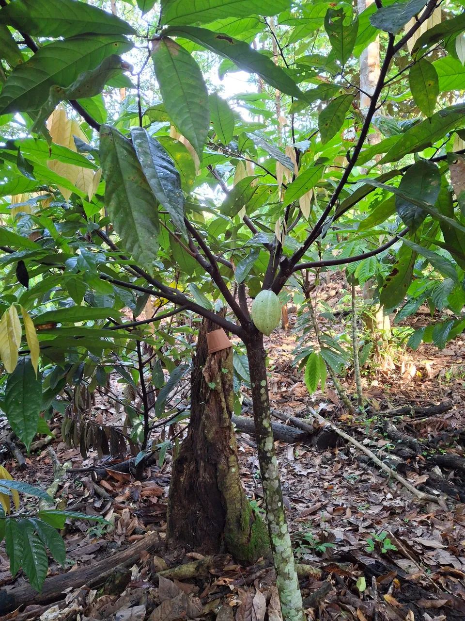 VENDO LOTE COND RURAL AMAZONFLORA- BENEVIDES/PA - Foto 13