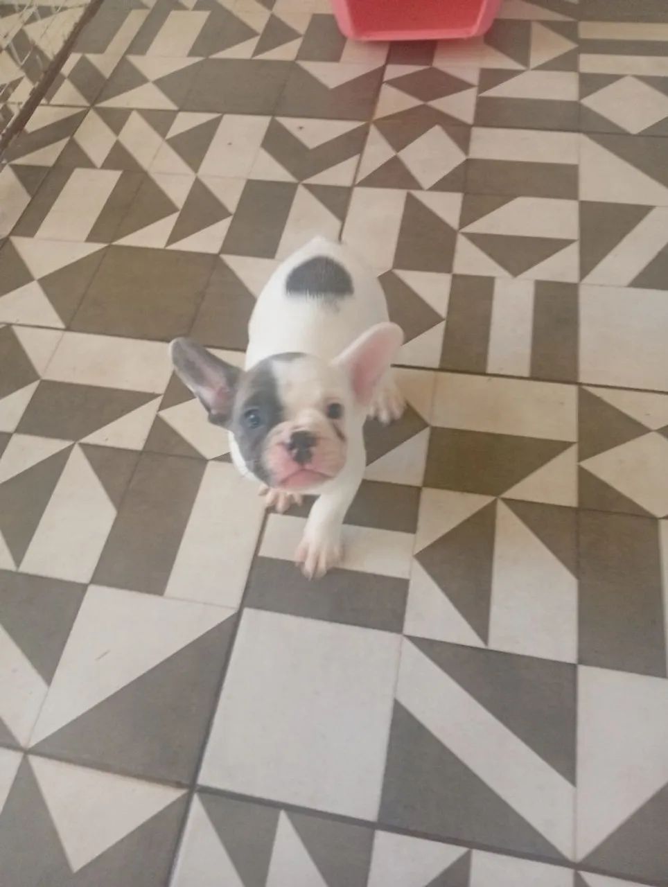 Vendo filhote de buldogue francês com 60 dias - Foto 3