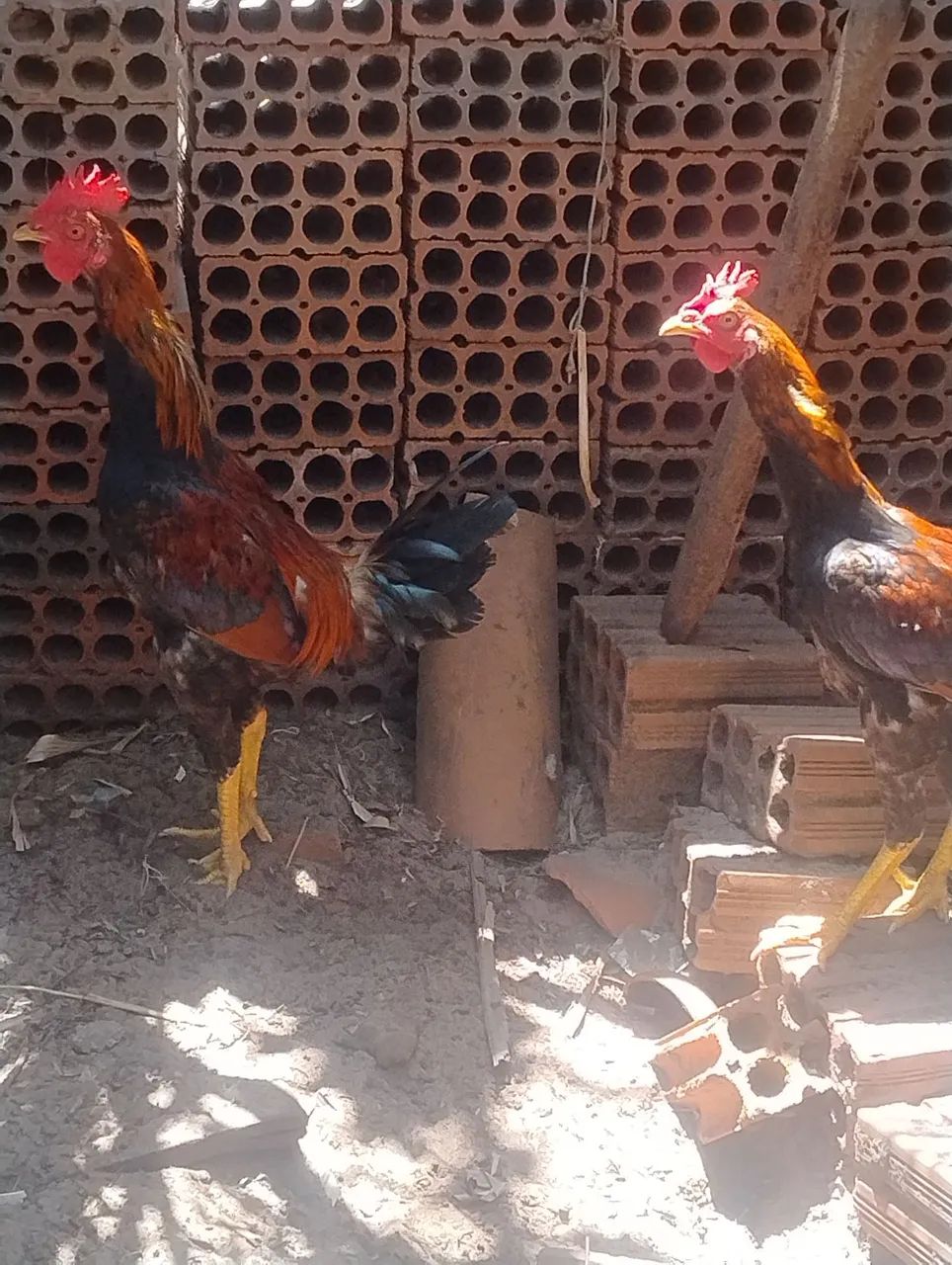 Galos