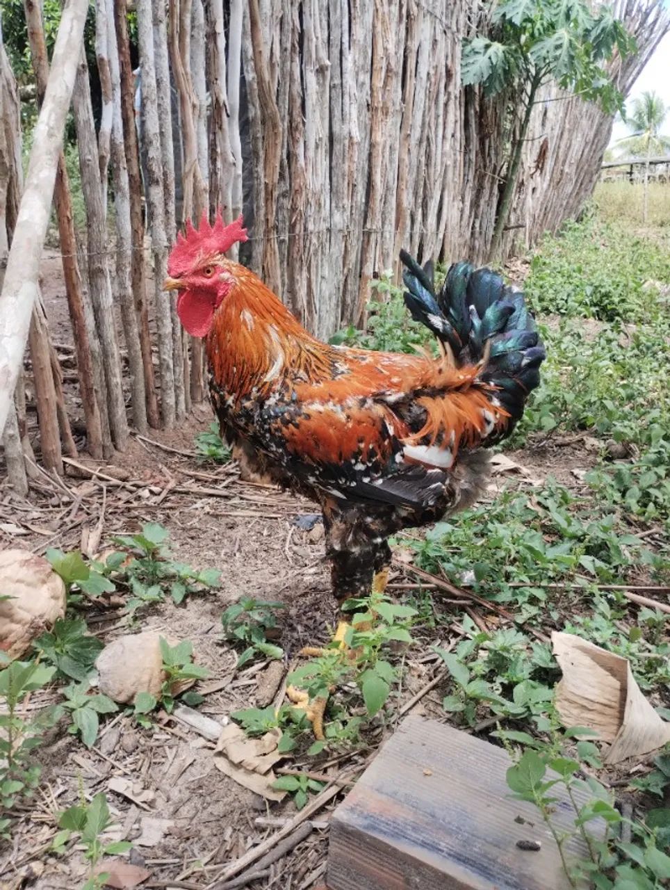 Frango GSB  - Foto 2