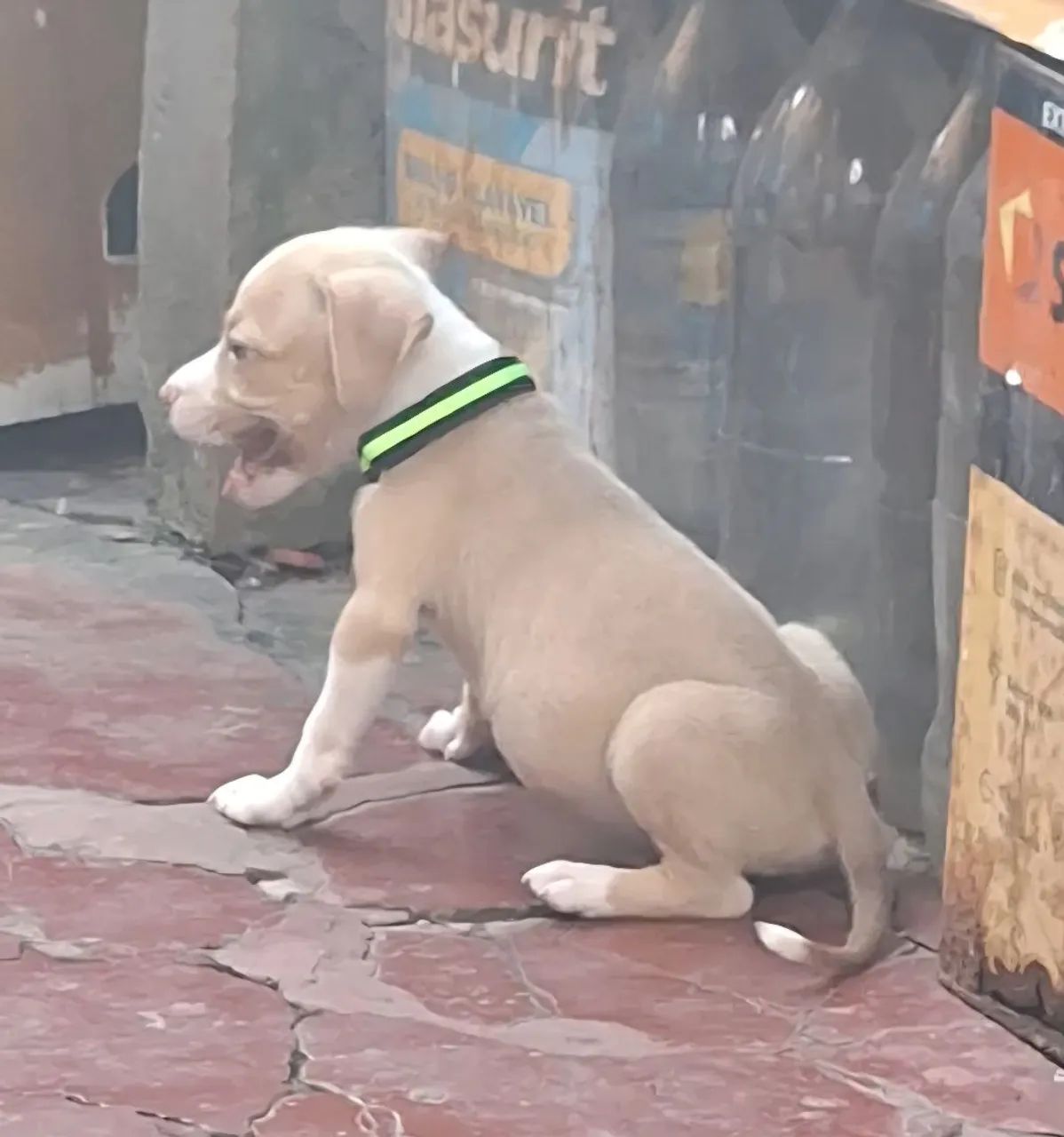 Filhote de pitbull 