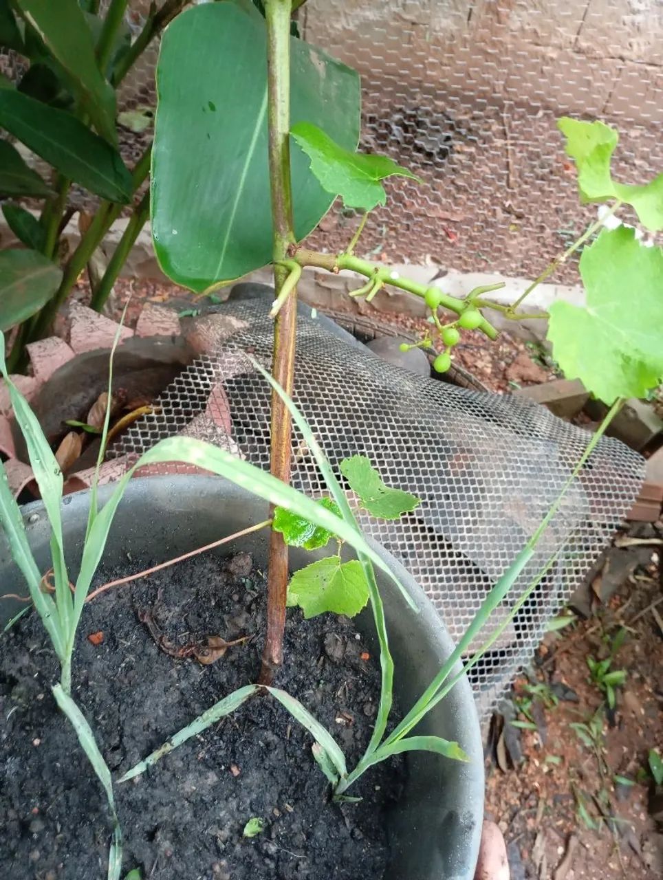 Uva verde mudas - Foto 3