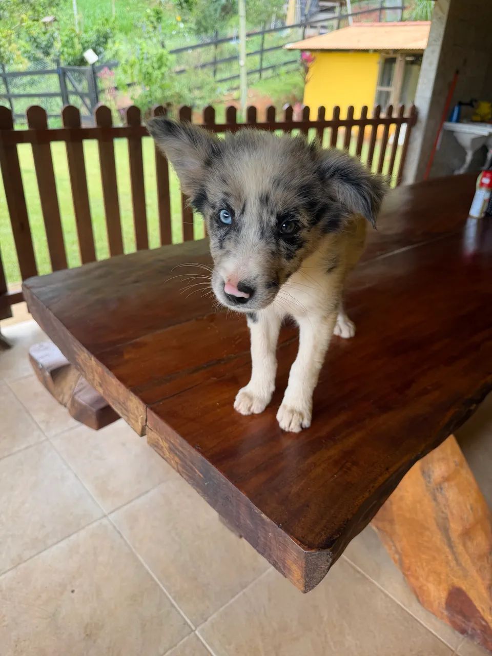 Cachorro - Foto 3