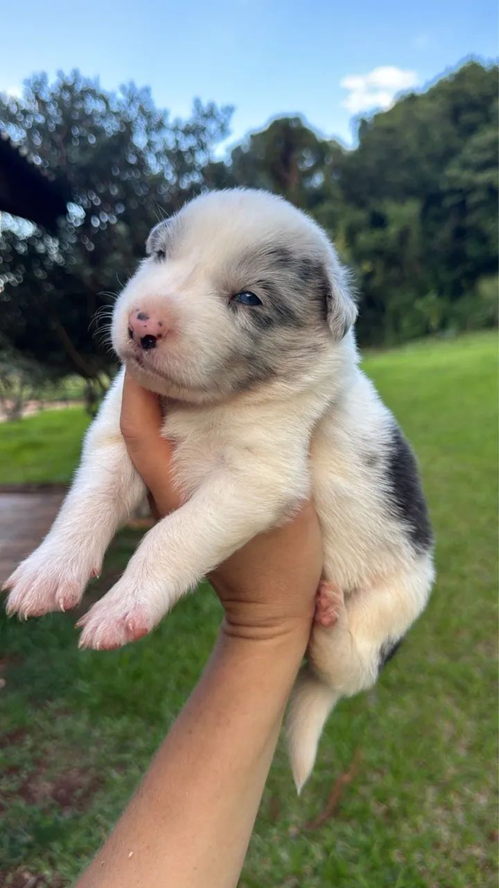 Border collie disponíveis