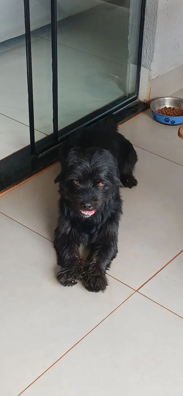 Doação de cachorro macho 