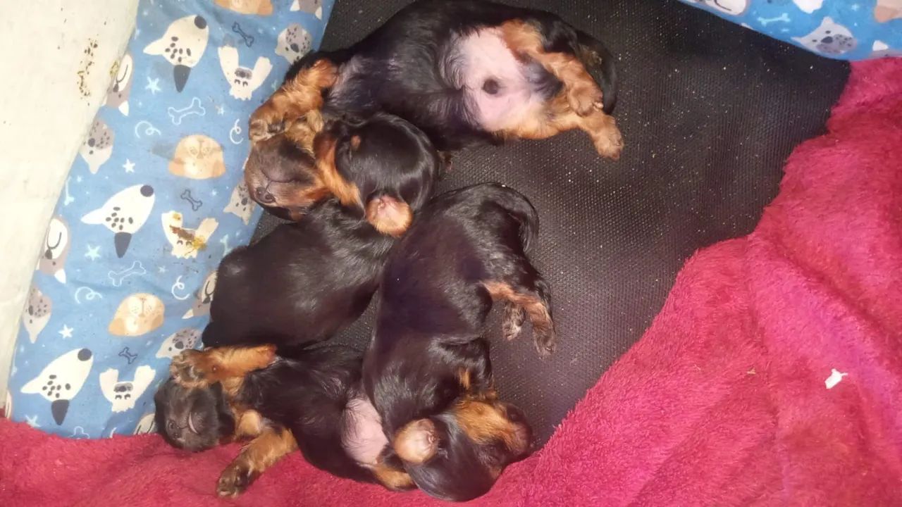Yorkshire terrier mini