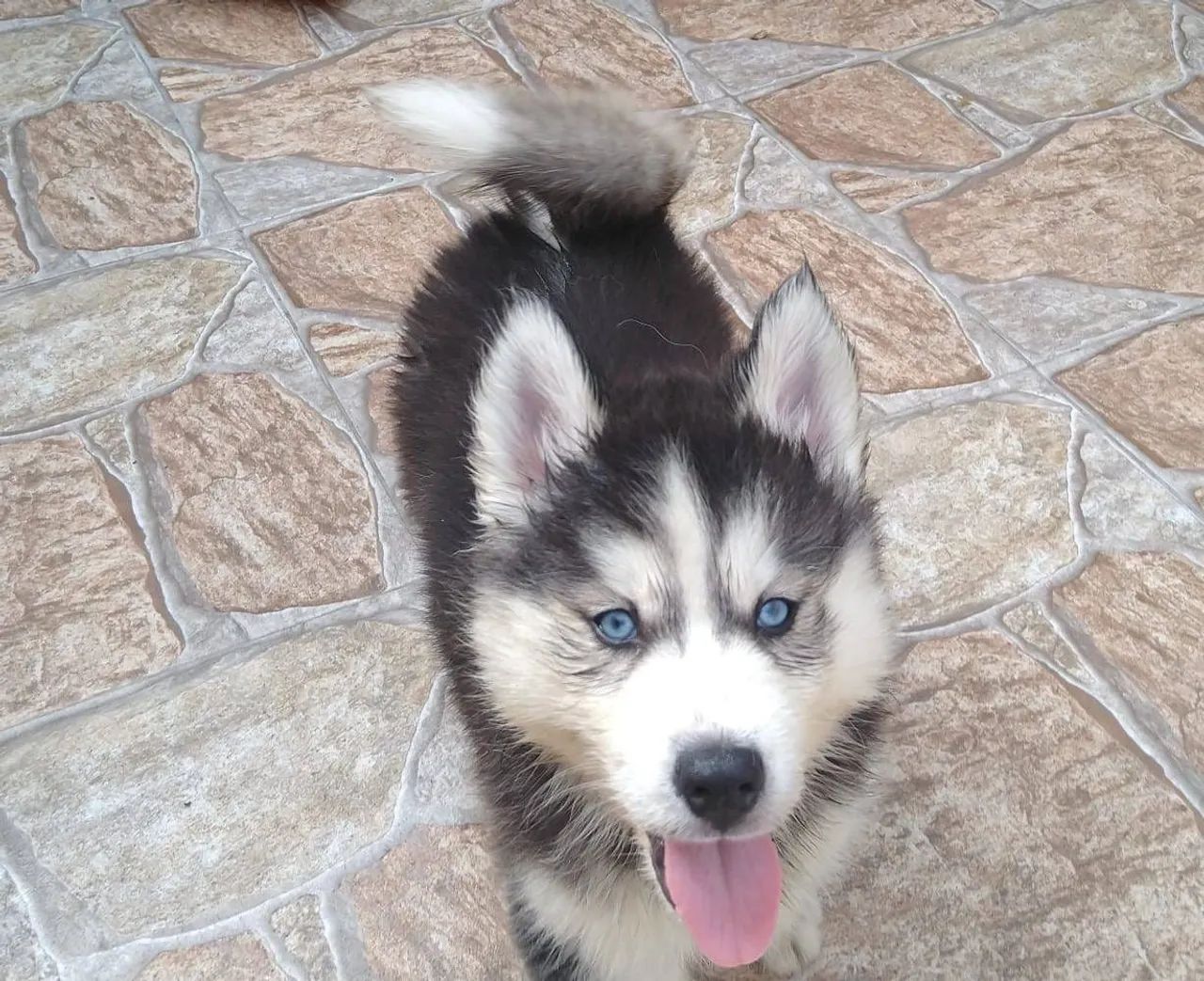 Husky Siberiano lindos - Foto 3