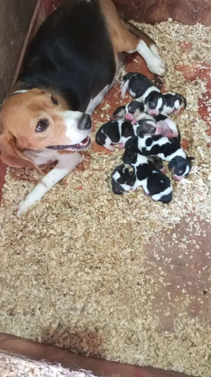 Filhotes de beagle 