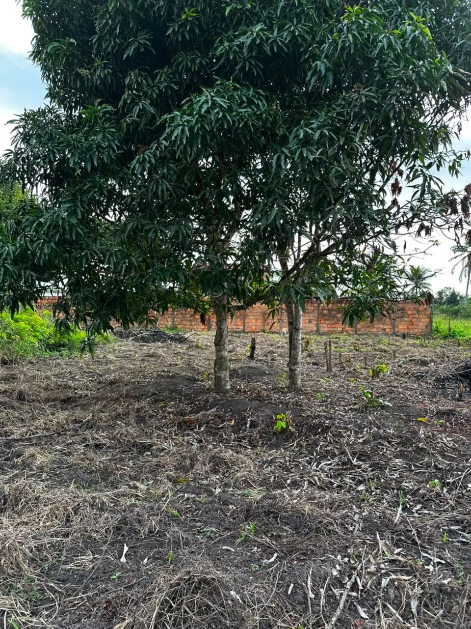 Terreno na colônia sapé ( itaporanga)  - Foto 4