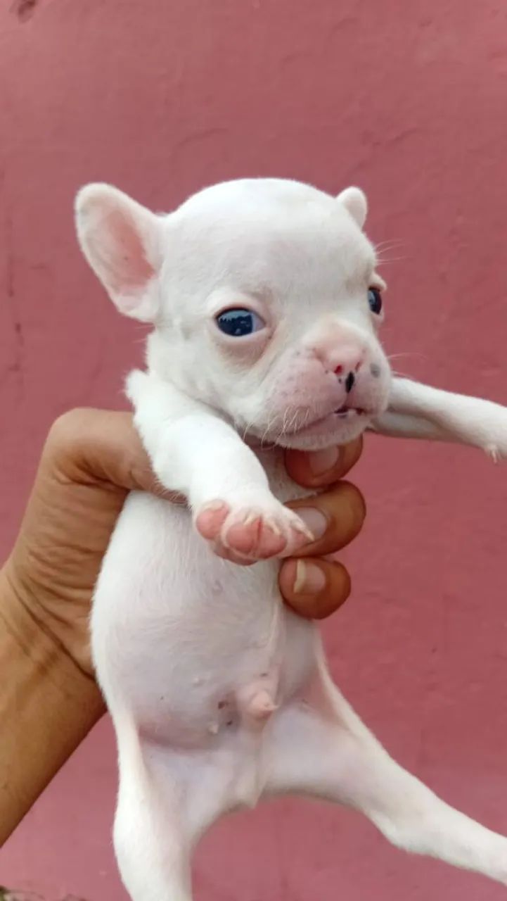 Tenho - Foto 4