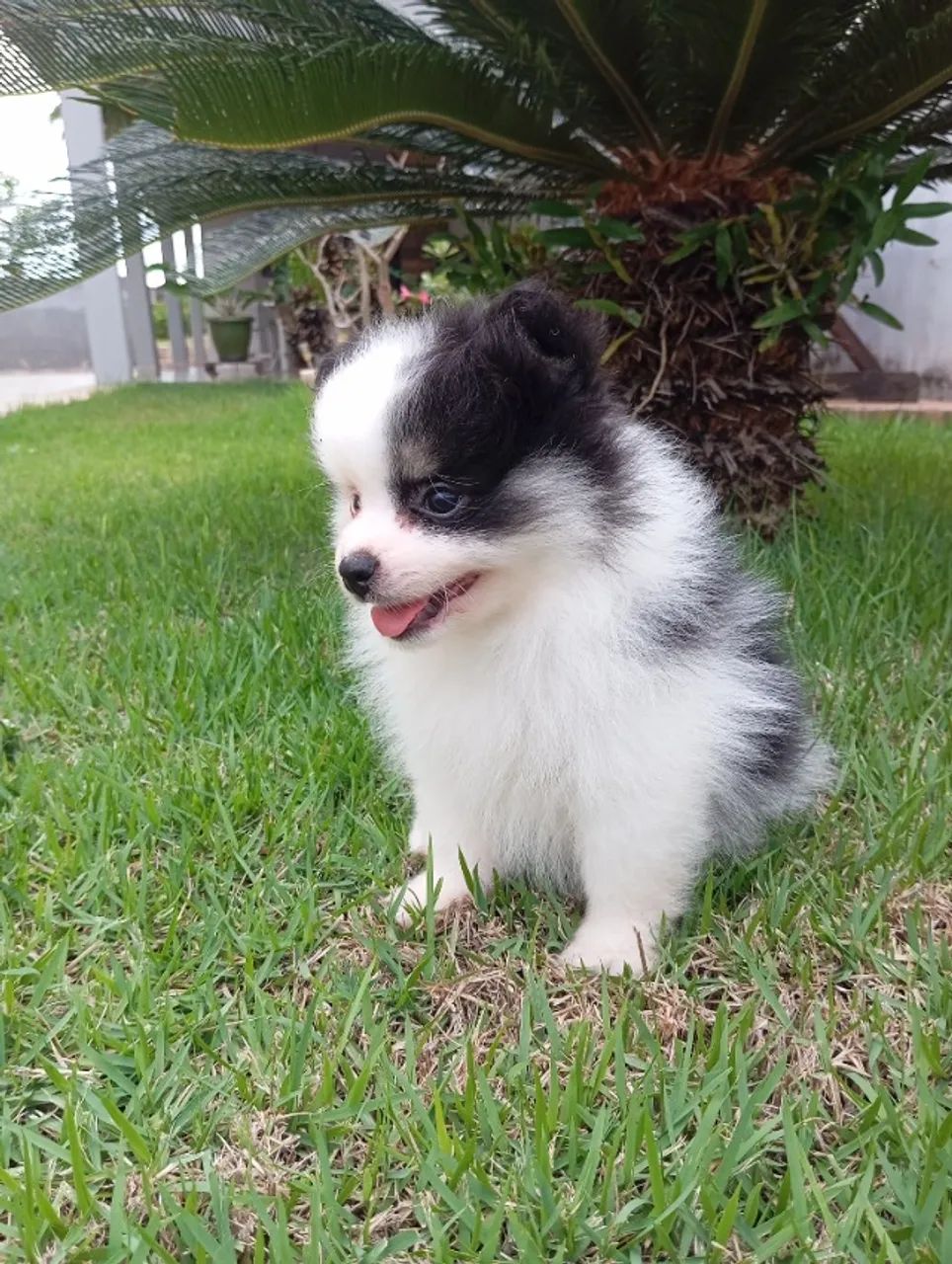 Spitz alemão  - Foto 4