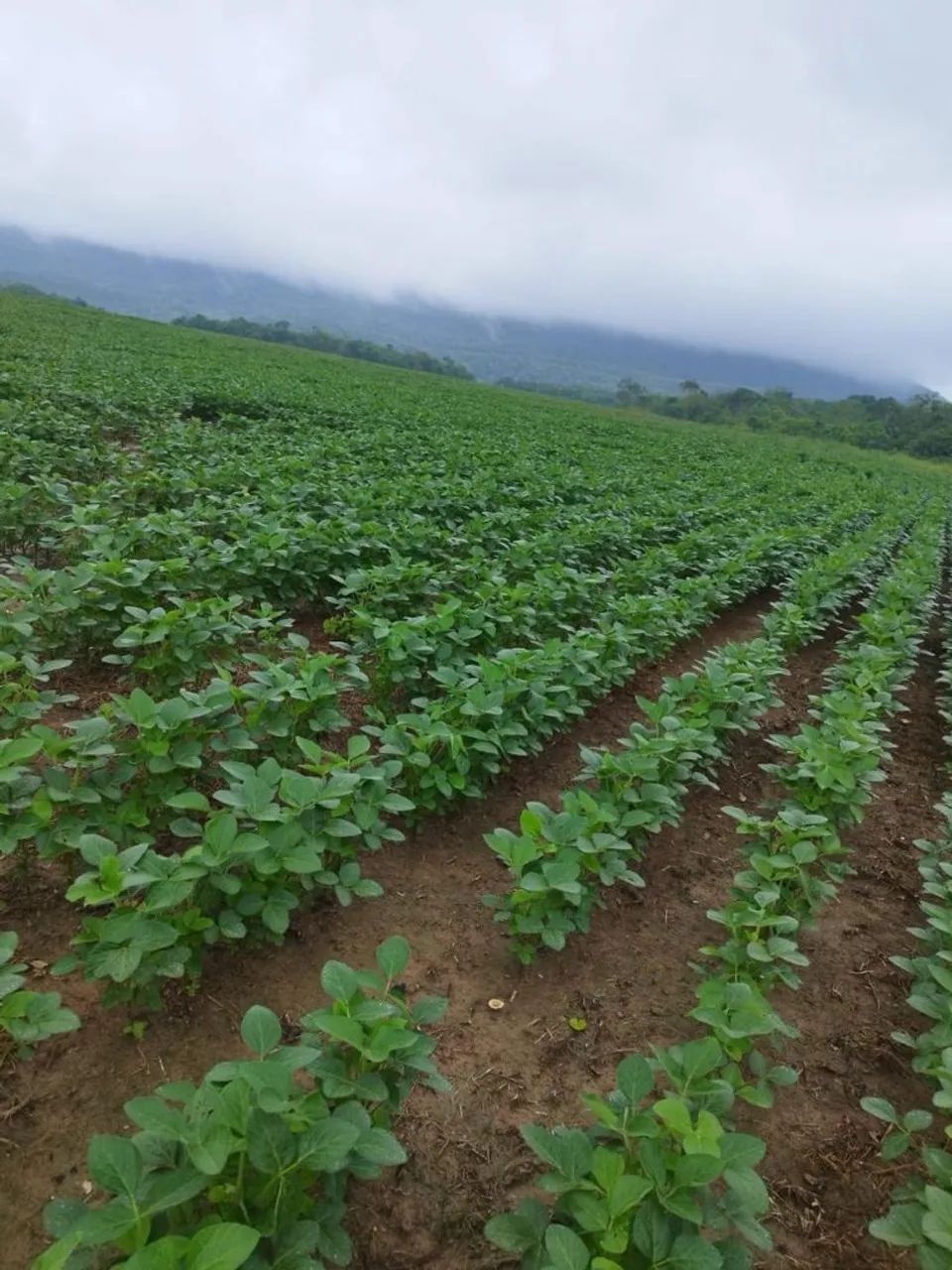 Fazenda arrendamento 1.300 hec em Jangada MT.  - Foto 5