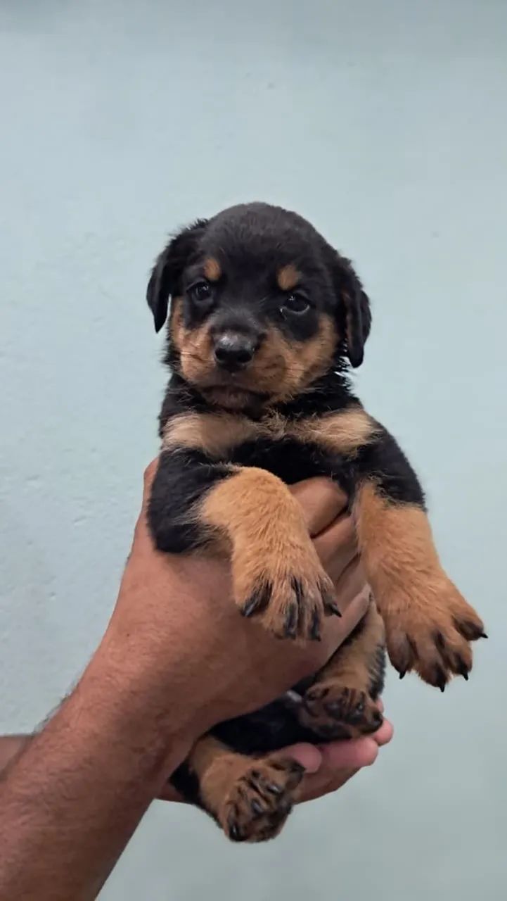 ROTTWEILERS MACHO