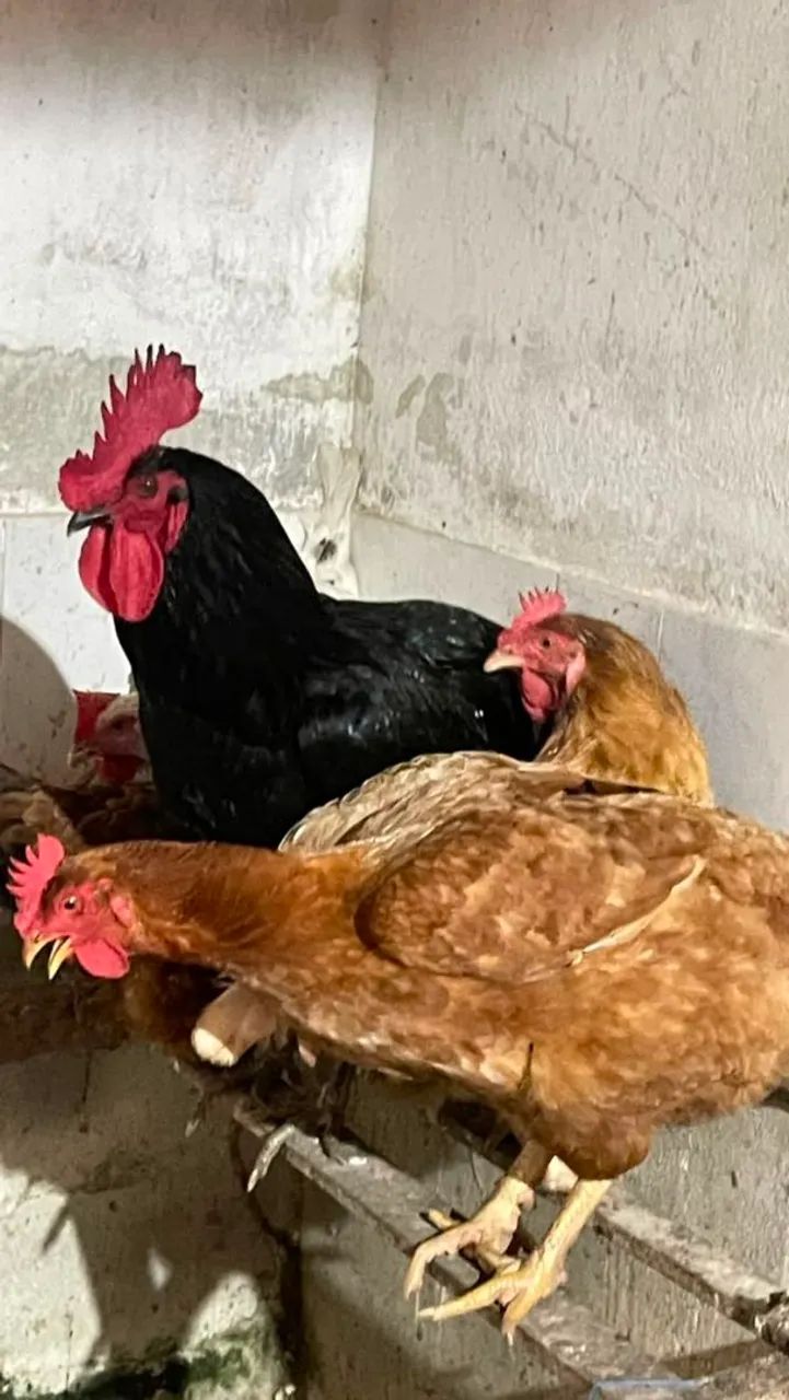 GALINHAS DE CAPOEIRAS 