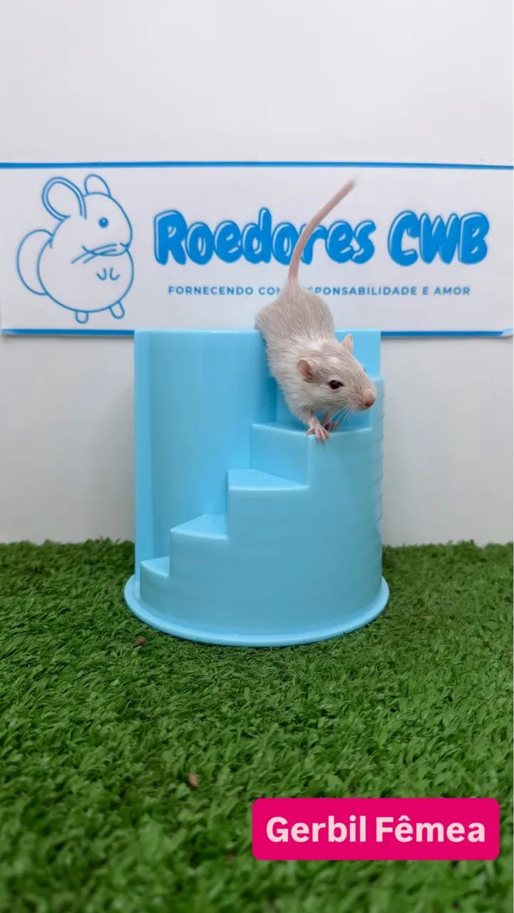 Gerbil/Esquilo da Mongólia (Roedores CWB)  - Foto 2