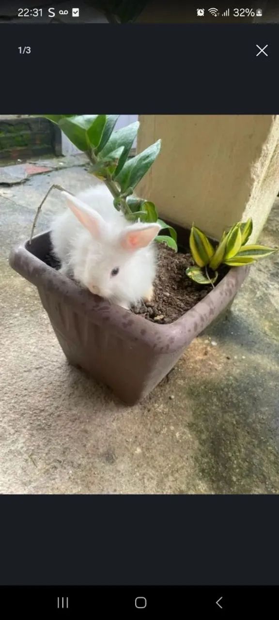 COELHOS - Foto 2
