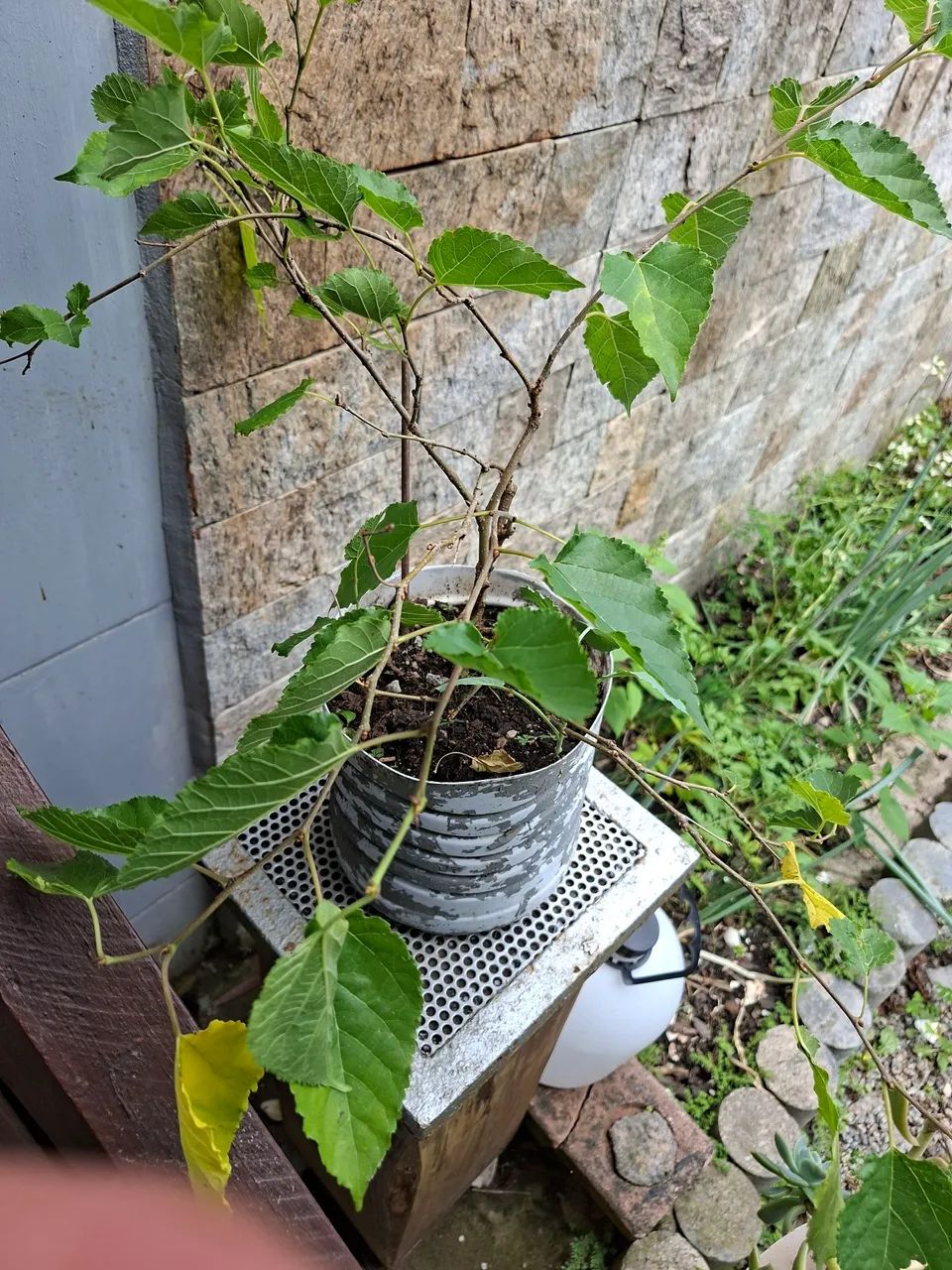 Linda muda de amora ! - Foto 2