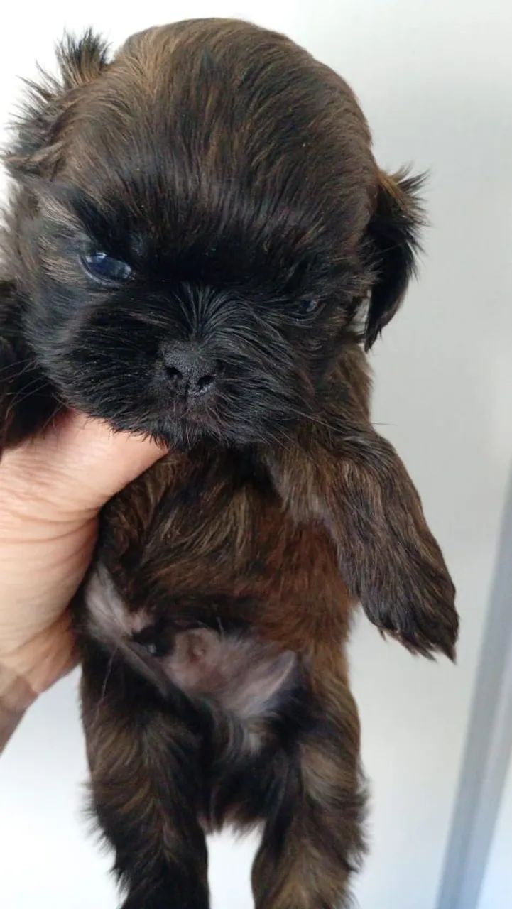 Femeas e machos de shih-tzu  - Foto 4