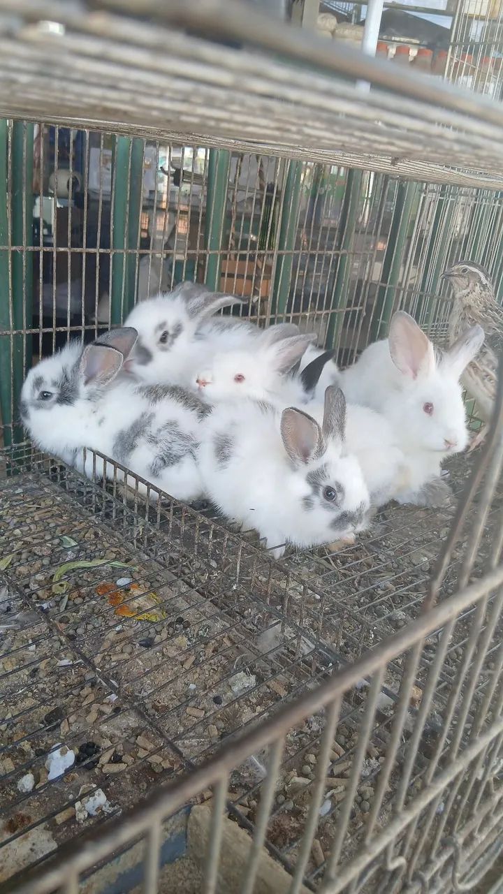 Coelhos 