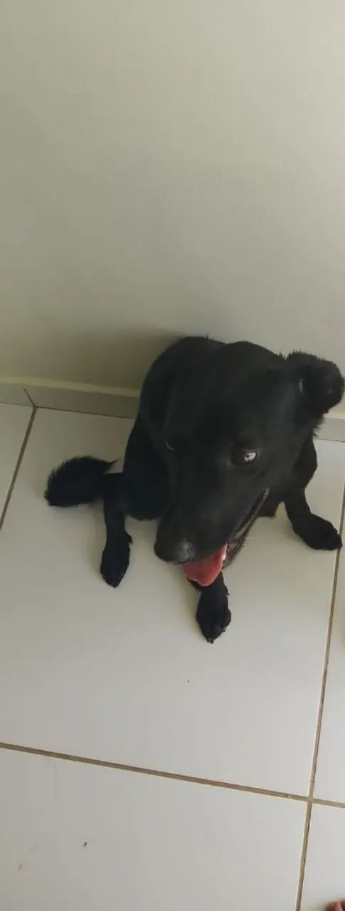 Adoção responsável 